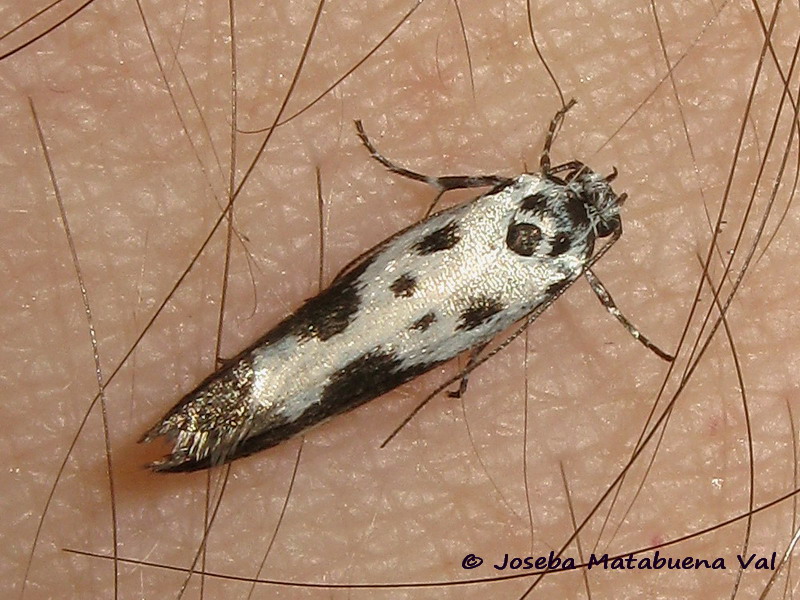 Ethmia quadrillella - Elachistidae